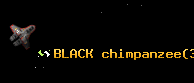 BLACK chimpanzee