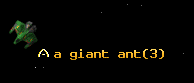 a giant ant