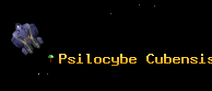 Psilocybe Cubensis